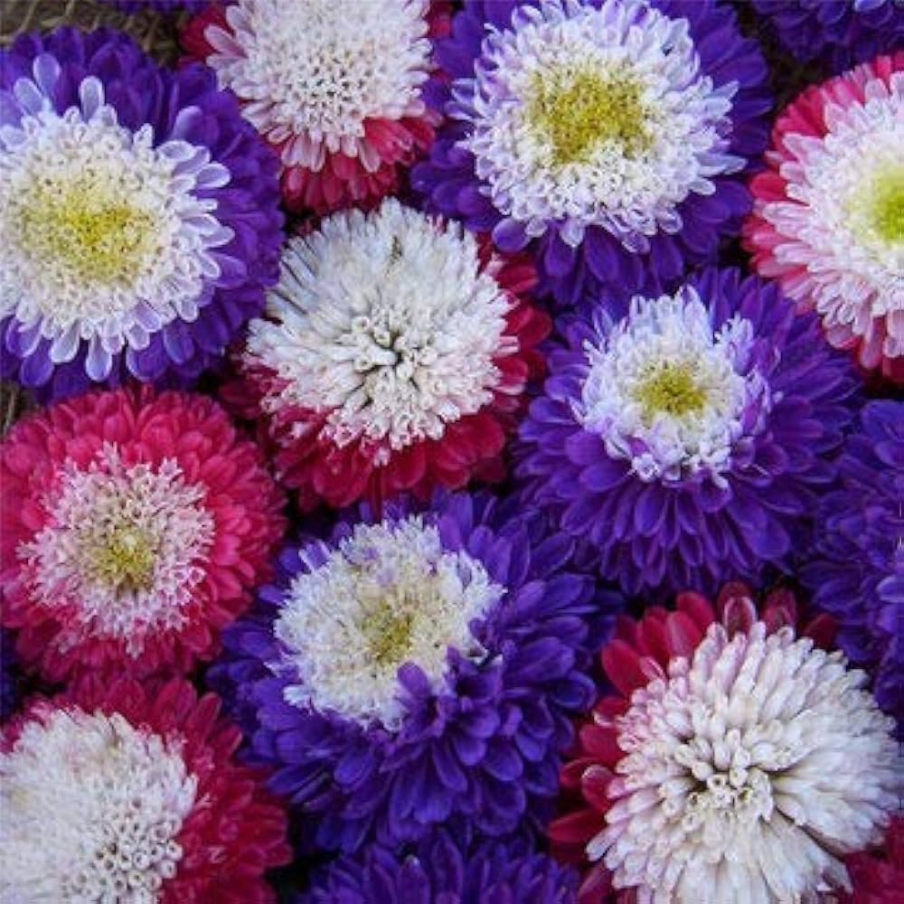 Aster White Rainbow Chrysanthemum Perennial Flower - for planting in home garden